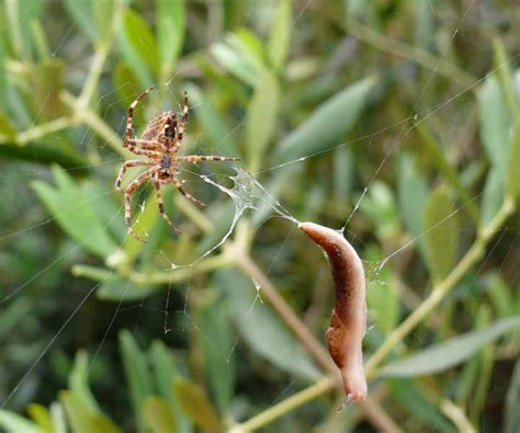 In The Case Of Spider V Slug Cactus Jungle