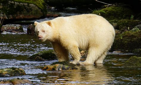 Great Bear Rainforest Project Earns Environmental Group 100000 Us