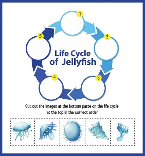 Free Vector Diagram Showing Life Cycle Of Jellyfish