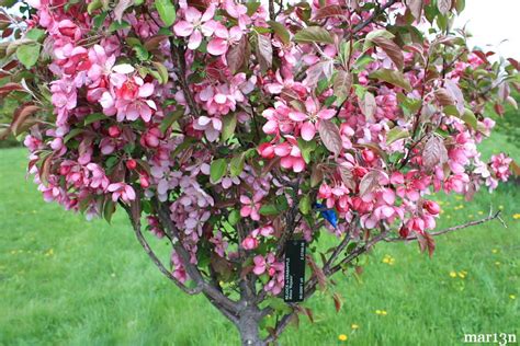 Rejoice Crabapple Malus Rejzam North American Insects And Spiders