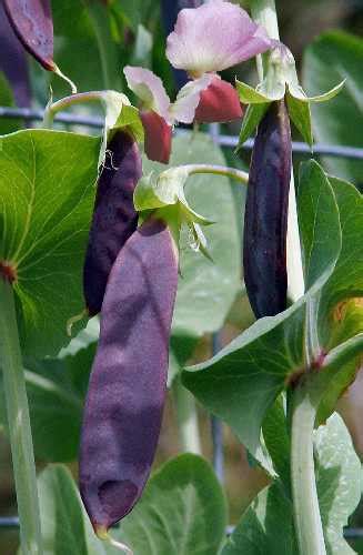 Peas Purple Podded Seeds Vegetable Seed Pea And Snowpea
