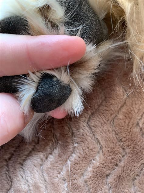 What Is The Lump On My Dogs Paw