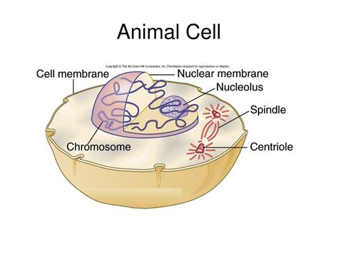 Ppt Animal Cell Powerpoint Presentation Free Download Id1814581