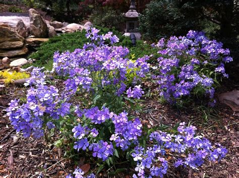 Blue Woodland Phlox Growing In My Gardengrowing In My Garden