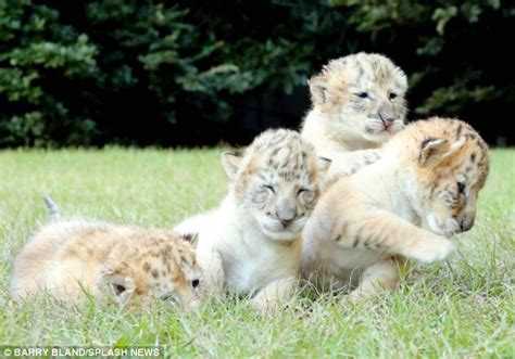 The Worlds First White Liger Cubs Are Rarest Big Cats On The Planet