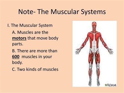 Muscular System Notes Anatomy