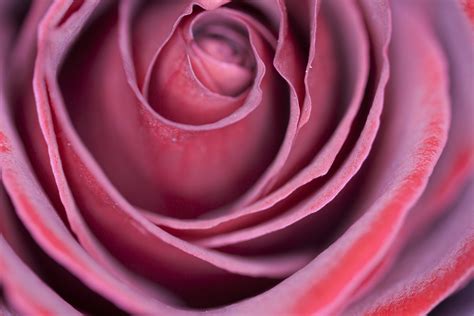 Close Up Photography Of Pink Rose Hd Wallpaper Wallpaper Flare