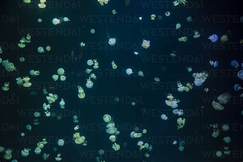 Canada Vancouver Aquarium Jellyfish Stock Photo