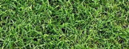 Bermuda grass (cynodon dactylon pers.) is a major tropical grass found in all tropical and subtropical areas. Hybrid Bermuda Grass
