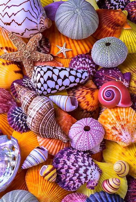 Pin By Mary Ann Fulghum On Cute Seashell And Sea Crafts Sea Shells