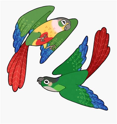Green Cheeked Conure Draw Free Transparent Clipart Clipartkey