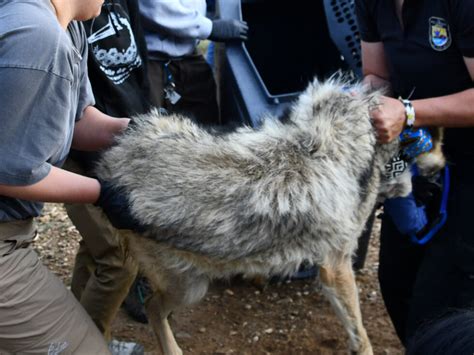 Asha The Roaming Mexican Gray Wolf Captured In New Mexico Wildearth