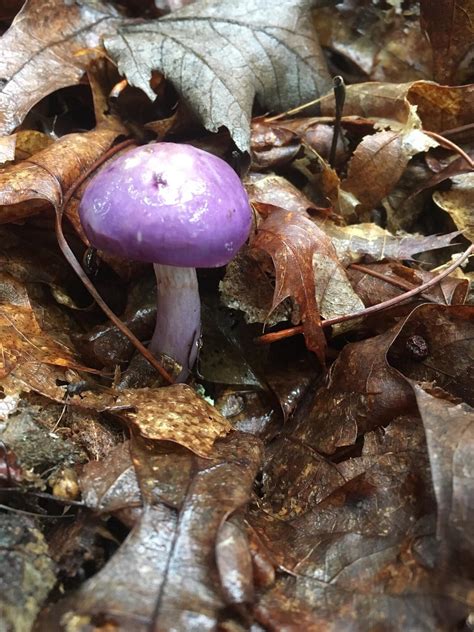 A Purple Mushroom Growing In A Southern West Virginia Forest R