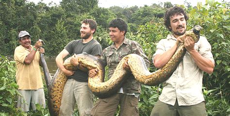 New Photos Emerge Of 18 Ft Anaconda Captured In Guyana Rainforests