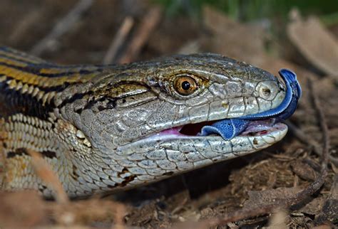 Tiliqua Scincoides Eastern Blue Tongued Lizard In Australi