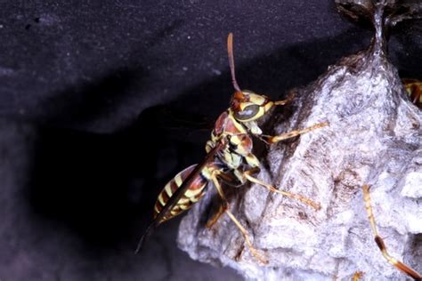 The Jewel Wasp Turns Cockroaches Into Zombies Terminix