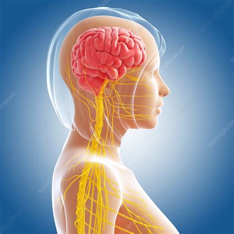 Female Nervous System Artwork Stock Image F0061918 Science