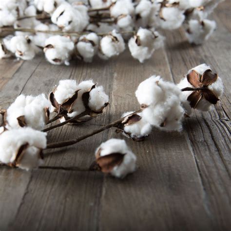 Cotton Stem | Cotton stems, Cotton boll, Cotton bowl