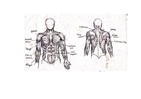 Sean Leong Human Torso Anatomy