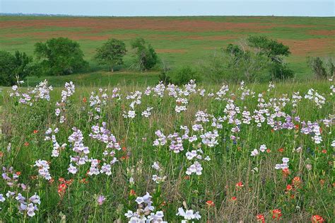 Texas Blackland Prairies One Earth