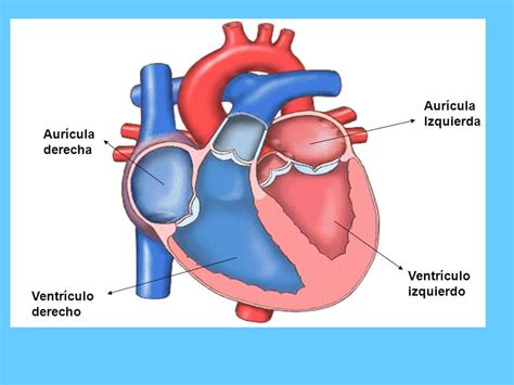 Ventrículo Derecho ¿qué Es Anatomía Función Hipertrofia Y Más