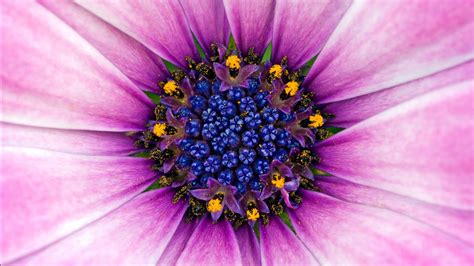 Amazing Purple Flower Wallpapers Hd Wallpapers Id 10544