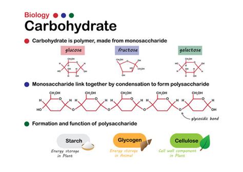 Carbohydrate Monomer And Polymer