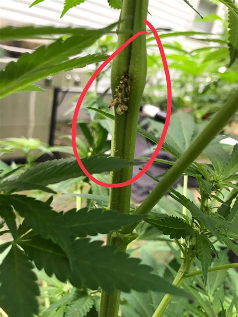 The gray spores, seen above, are spread by wind or splashing water and can infect other flowers, fruit or leaf tissues during the season if environmental conditions are met and a proper host is found. Grey mildew/mold at branch stem | Grasscity Forums - The ...