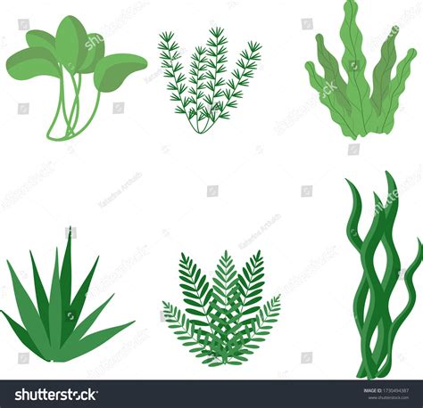 Seaweed Underwater Marine Plants Vector Illustration Stock Vector