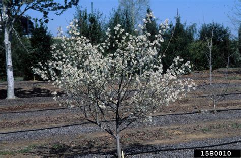 Serviceberry Amelanchier Arborea
