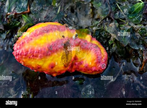 Pink Warty Sea Cucumber Stock Photo Alamy