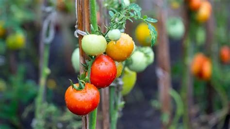 How To Grow Campari Tomatoes In Easy Steps