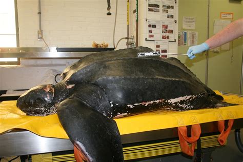 Sea Turtle Dies From Trifecta Of Human Hazards