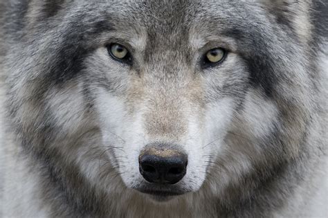 All Sizes Canadian Timber Wolf Flickr Photo Sharing