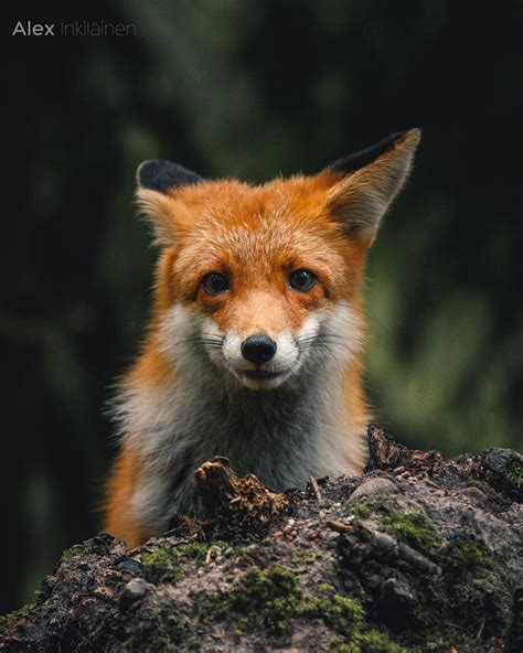Red Fox By Alex Inkiläinen On 500px Fox Pet Fox Animals Beautiful