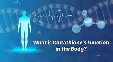 Glutathione S Role Vital Body Functions Biom Probiotics