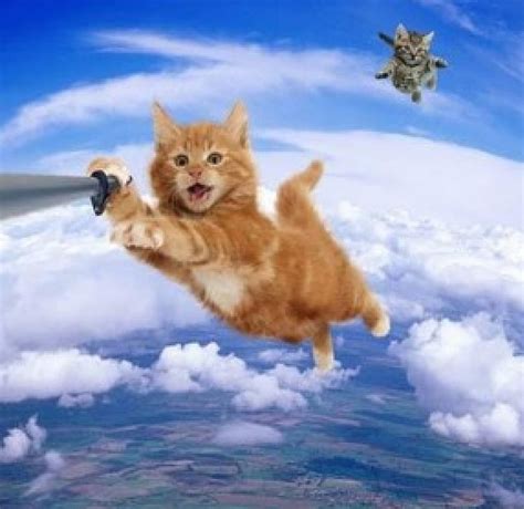 Flying Cats Funny Cats Animals Flying Hd Wallpaper Peakpx