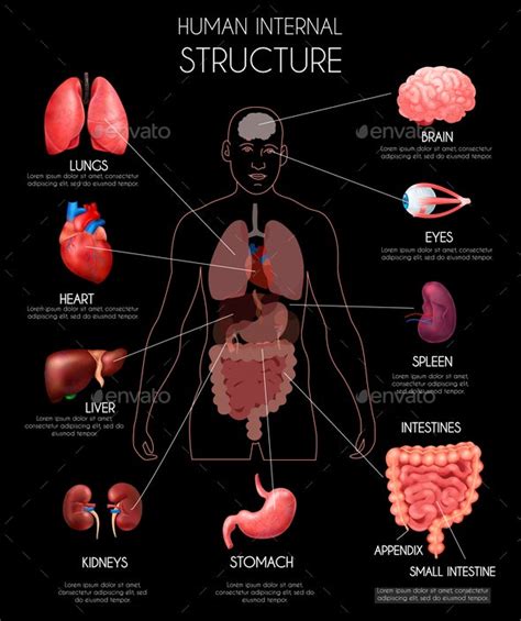 Realistic Human Internal Organs Infographics By Macrovector Graphicriver