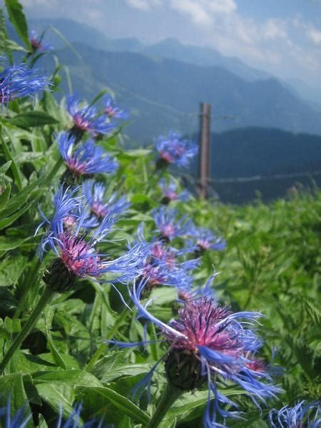 Wild Mountain Flowers In The Alps Photo
