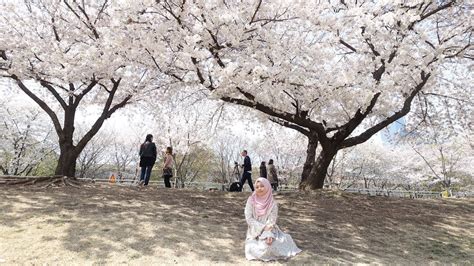 A complete overview with weather averages, climate charts it has 205 hours of sun. CHERRY BLOSSOM ! SPRING IN SEOUL + WINTER IN NAMI ISLAND ...