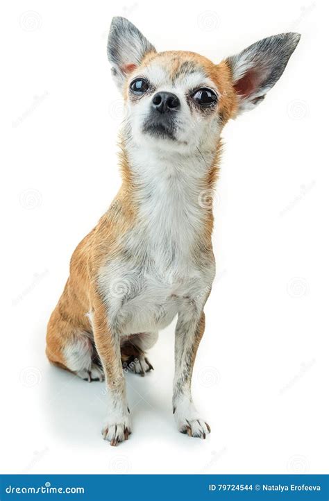 Cute Dog Sits And Listens Attentively Dwarf Chihuahua Dog On Isolated