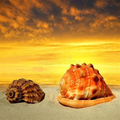 Conch Shells On Beach Stock Image Image Of Seashore 44834643