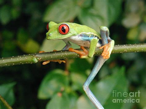 Red Eyed Tree Frog On Branch Side View Photograph By Philip Kaiser Pixels