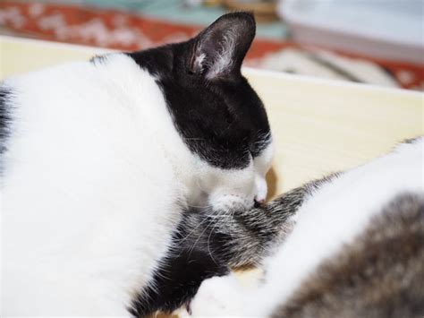 猫がお尻を嗅ぐ理由はお尻周りの個人情報は去勢で大幅に変わるのにゃい【悩むチコちゃん偏】 ゆるりねこblog Cats Boston