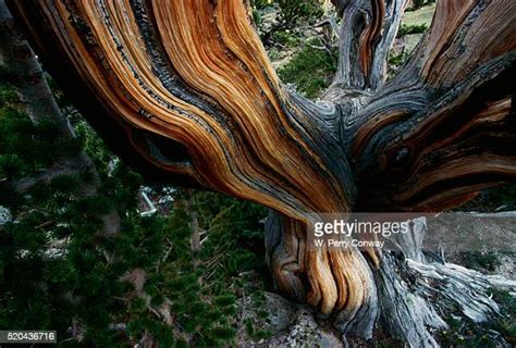 Bristlecone Pine Stock Fotos Und Bilder Getty Images