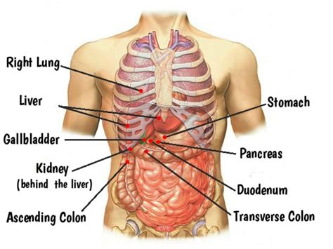 Picture Of Organs That Sit Upder Left Rib Cage Pain Under Right Rib