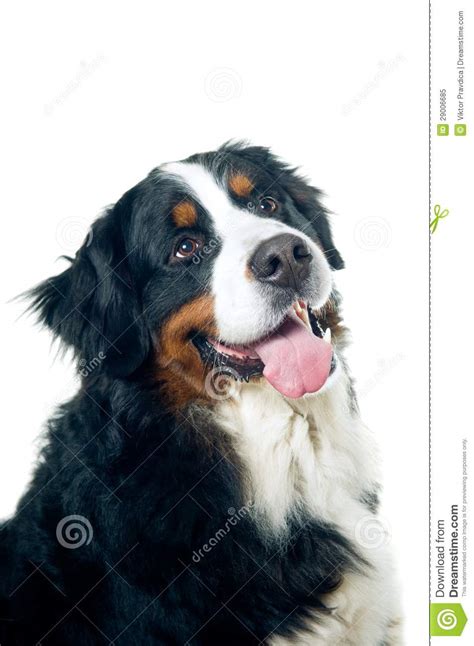 Bernese Mountain Dog Stock Image Image Of Black Brown