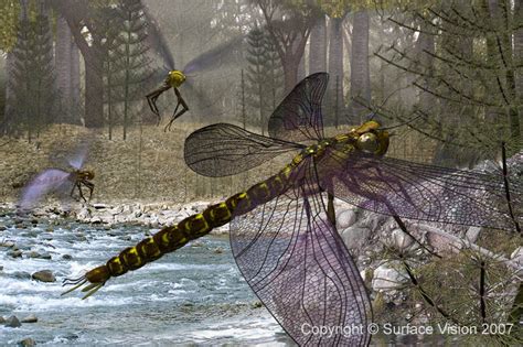 Carboniferous Mega Insects Why — In Our Nature