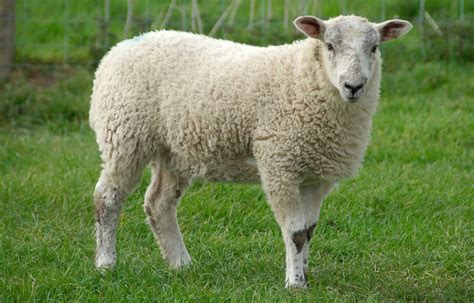 Domestic Sheep Animal Database Fandom