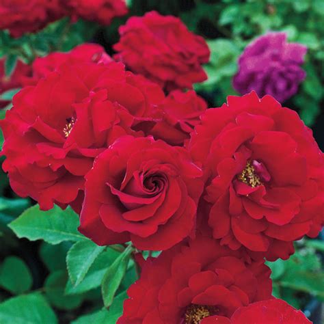 Oh My Floribunda Rose Red Fragrant Roses From Gurneys